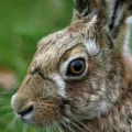thehare